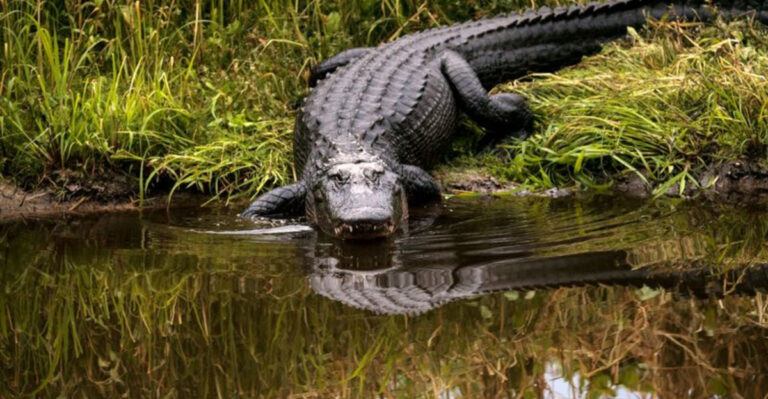 16 Wild American Animals That Are Way Larger Than You Imagined