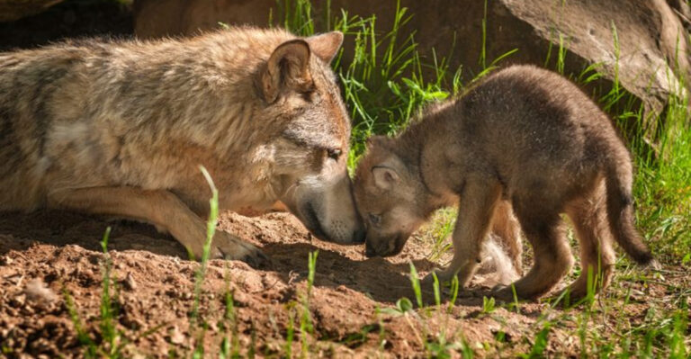 16 Wild Animals That Practice Adoption And Babysitting