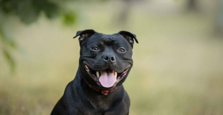 17 Adorable Dog Breeds That Have Been Wrongly Labeled As Trouble