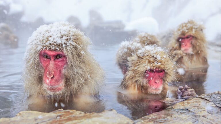 17 Amazing Monkey Facts You Won't Believe