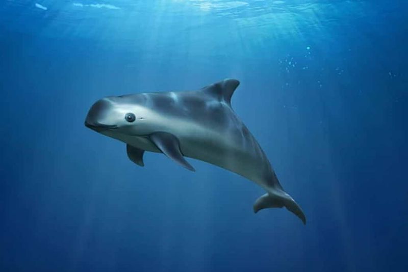 Blinking Out: The Vaquita Porpoise