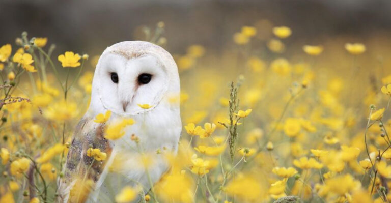 17 Animals That Can Smell Fear And What They Do About It