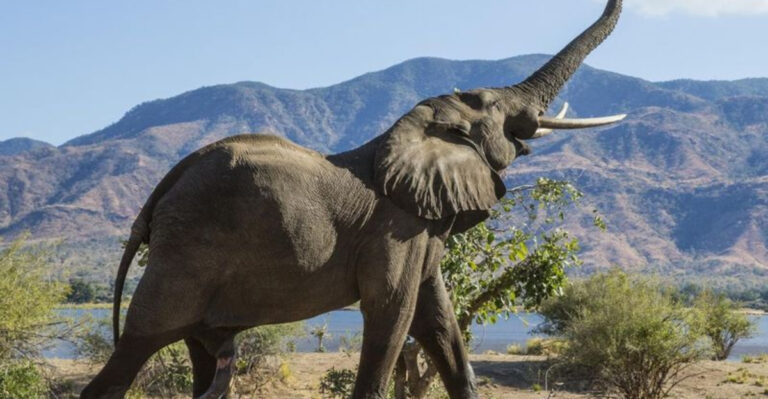 17 Animals That Create Music Or Rhythms Just For Fun
