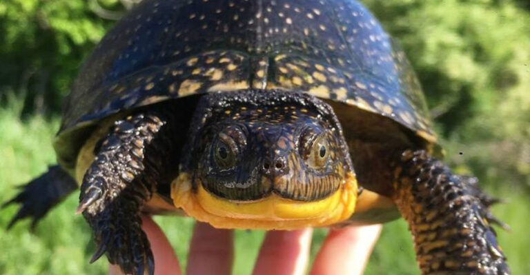 17 Animals That Have The Longest Lifespan 17-animals-that-have-the-longest-lifespan