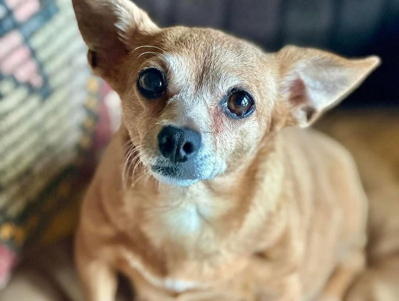 Chihuahua