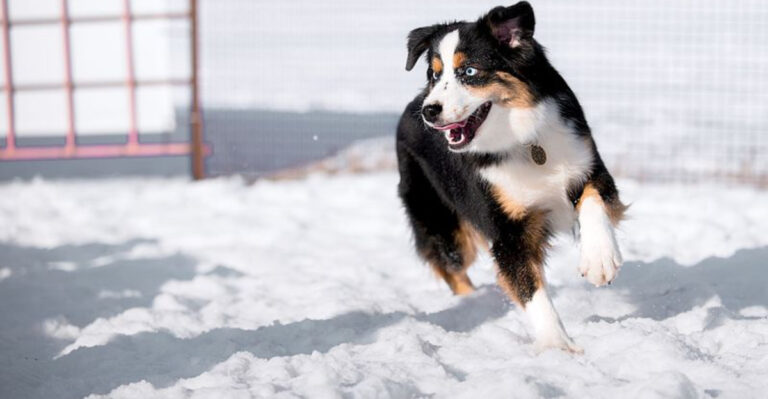 17 Benefits Of Owning A Miniature American Shepherd