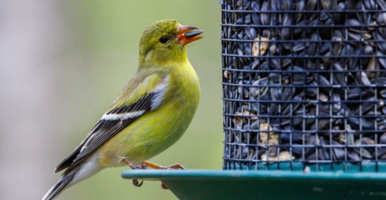 17 Best Foods To Attract More Birds To Your Feeder