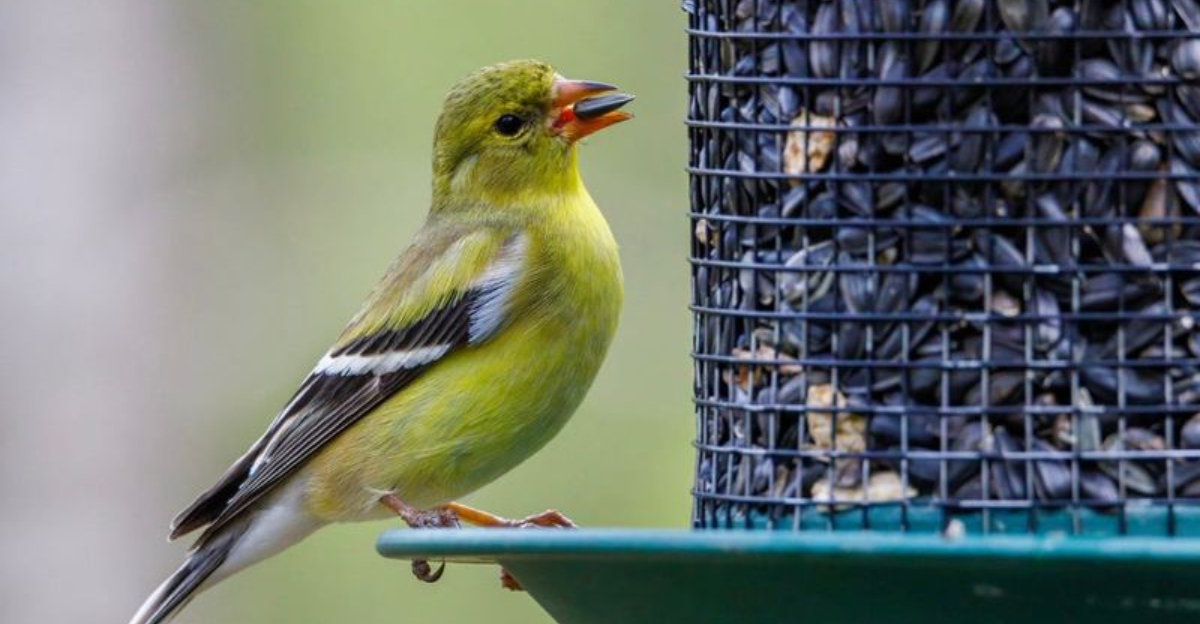 17 Best Foods To Attract More Birds To Your Feeder