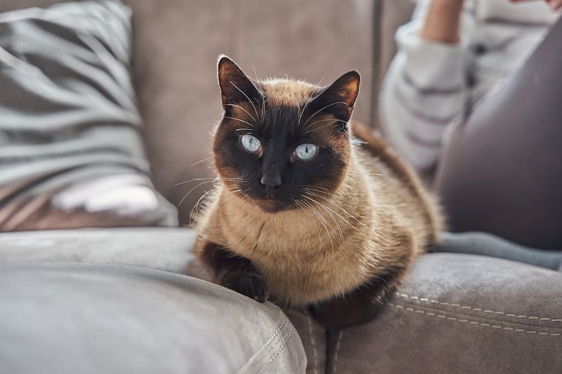 Cats