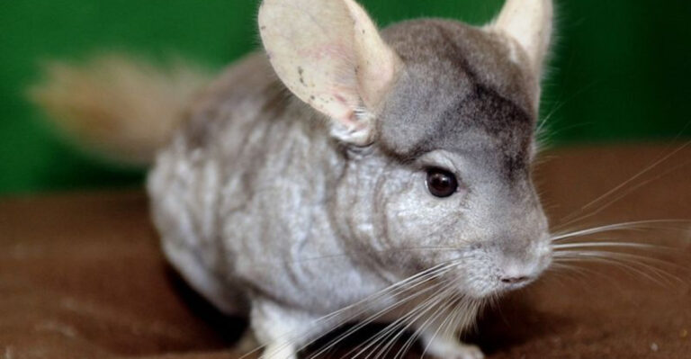 17 Calming Pets You Can Own For A Relaxing Companion