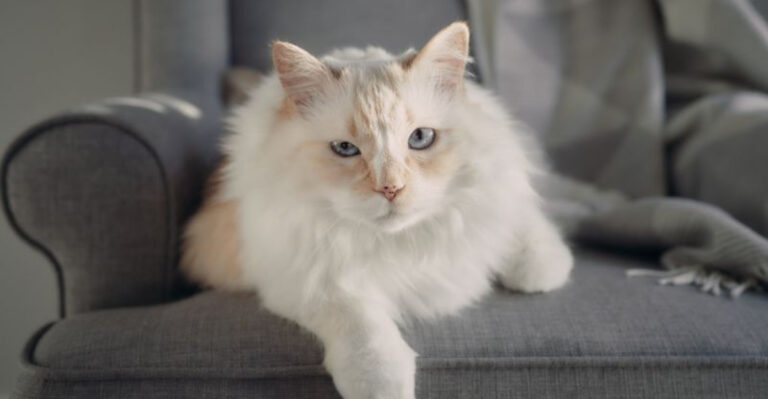17 Cat Behaviors That Disappear When They’re Finally At Peace