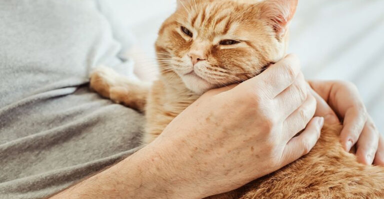17 Cat Behaviors That Only Happen In Safe, Loving Homes