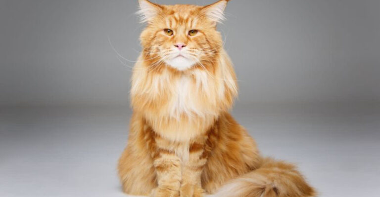 17 Cat Breeds I’d Avoid And The Surprising Reasons Behind It