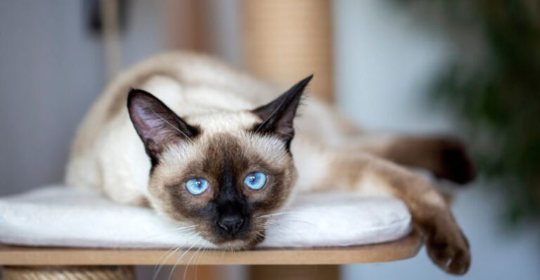17 Cat Breeds That Need Emotional Warmth Over Routine