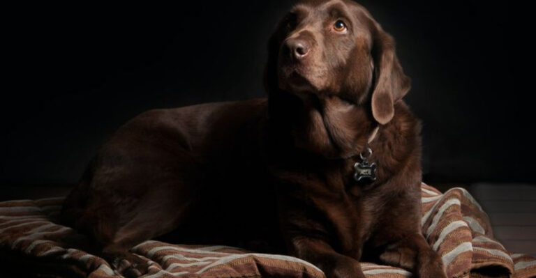 17 Clear Indicators Your Dog Might Have Canine Behavioral Issues