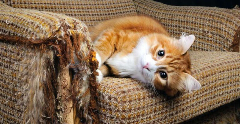 17 Clever Solutions To Prevent Your Cat From Scratching Everything