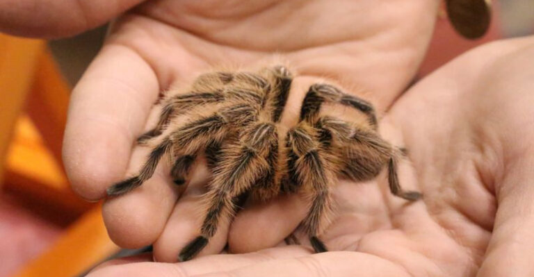 17 Dangerous Animals That Pose No Threat To People