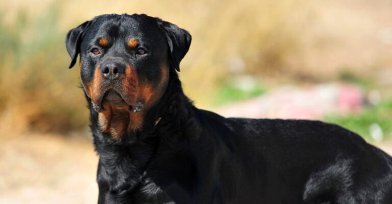 17 Dog Breed Stereotypes That Need To Be Busted