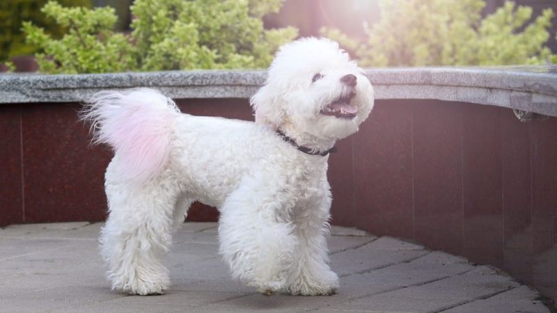 Bichon Frise