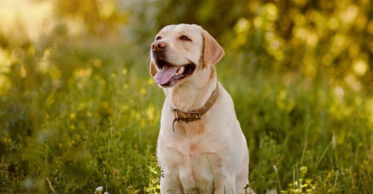 17 Dog Breeds Big And Small That Make Perfect Companions For Lonely Seniors