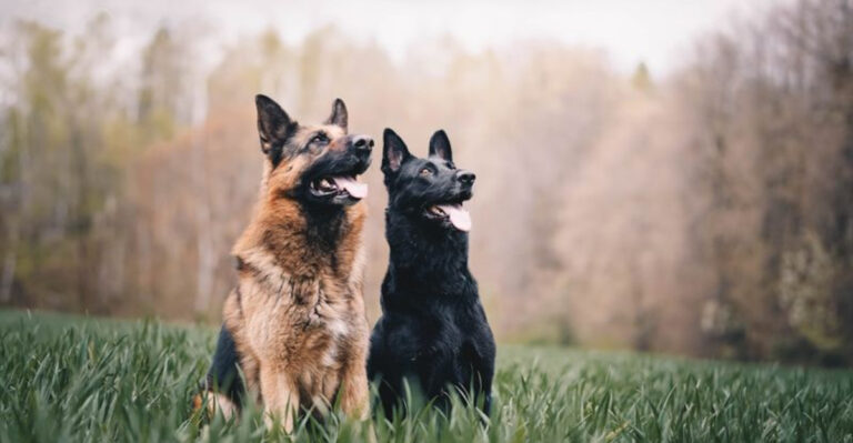 17 Dog Breeds That Are Born Pack Leaders