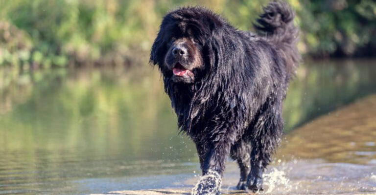 17 Dog Breeds That Could Survive The Wilderness