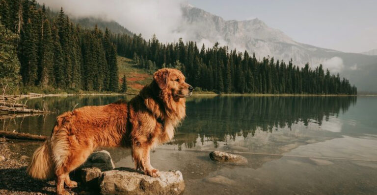 17 Dog Breeds That Make The Ultimate Hiking Companions