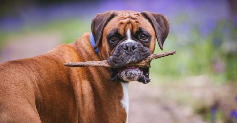 17 Dog Breeds That Were Loyal Coworkers In America’s Steel & Timber Industries