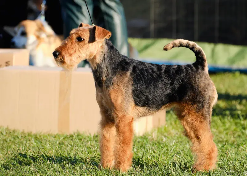 Airedale Terriers: The Jack-of-All-Trades
