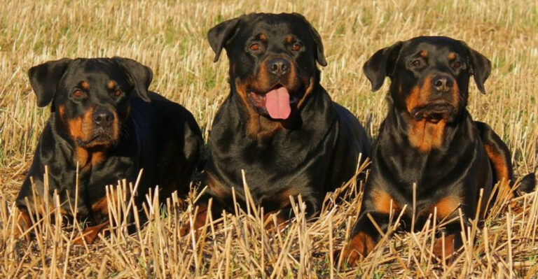 17 Dog Breeds That Weren’t Supposed To Be Family Pets But Somehow Are