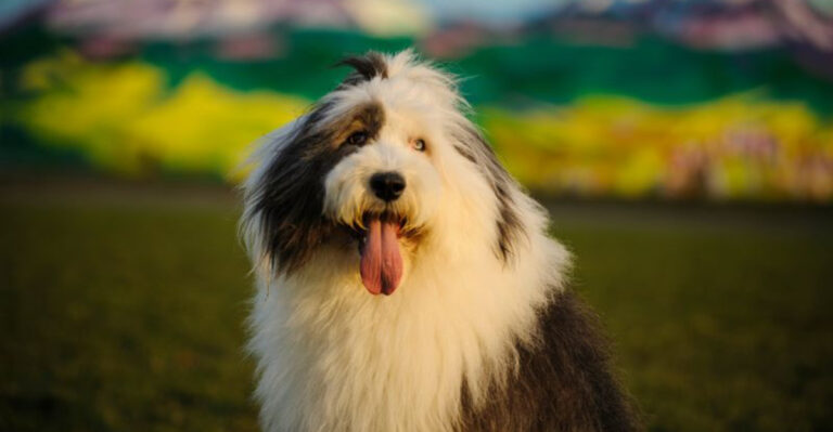 17 Dog Breeds With The Most Striking Black-And-White Coats