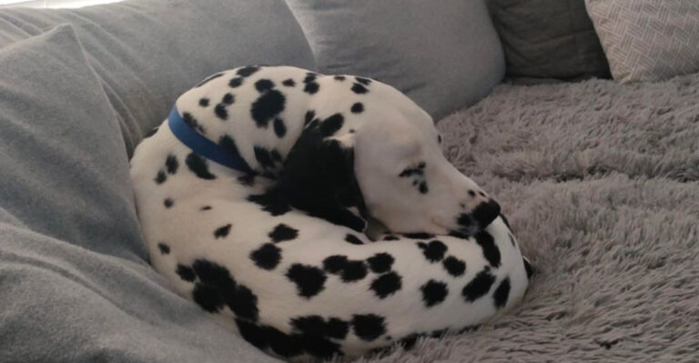 17 Dog Breeds With Weird Sleeping Habits