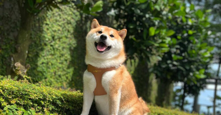 17 Dog Breeds You Admire For Their Looks, But Love For Their Personality
