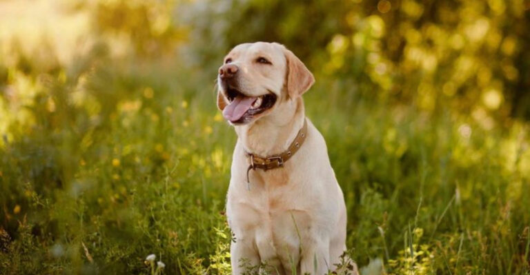 16 Unique Dog Breeds That Will Bond With Everyone In Your Family