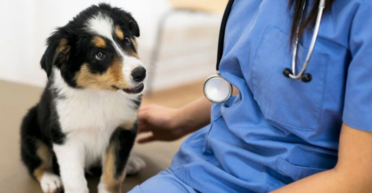 17 Essential Tips For Proper Dog Care