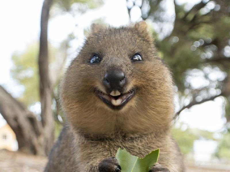 Constantly Smiling Expression