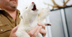 17 Facts About How Dire Wolves Were Brought Back From Extinction