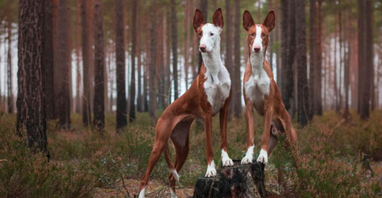 17 Facts About The Ibizan Hound, The Most Intriguing Dog Breed