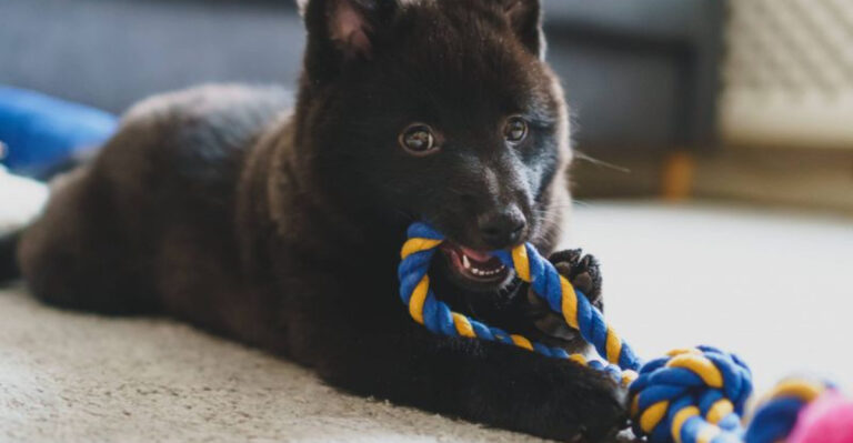 17 Facts About The Schipperke: The Little Dog With A Big Personality