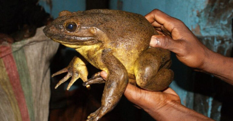 17 Facts About The World Record Holder For Heaviest Frog