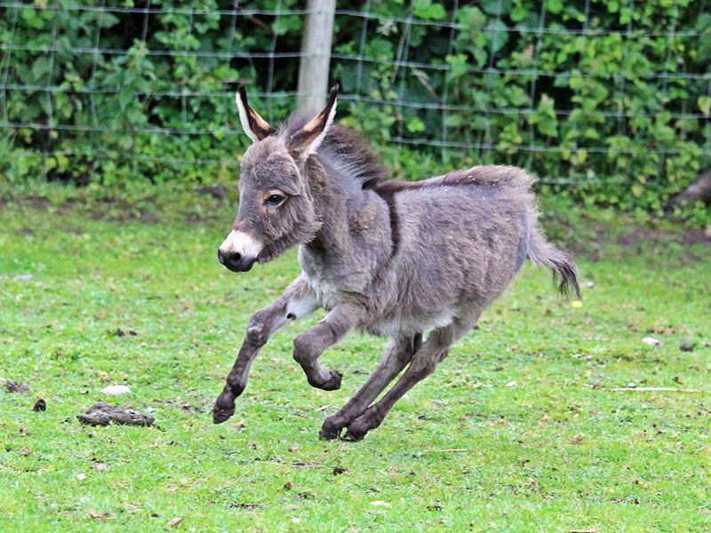 Miniature Donkeys