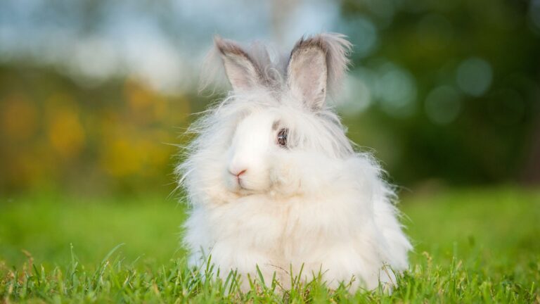 17 Fluffiest Animals You Need To See