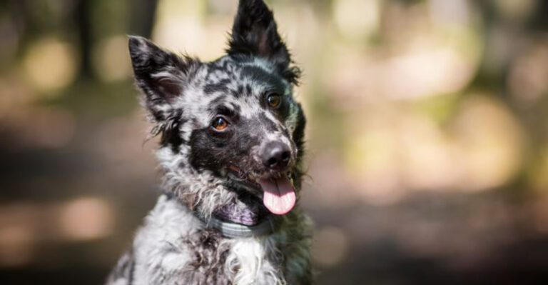 17 Fun Facts About The Little-Known Mudi Dog