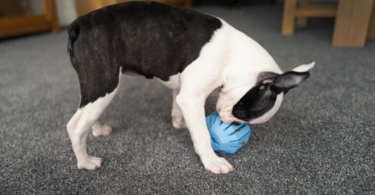 17 Fun Feeding Tricks To Make Mealtime More Exciting For Your Pet