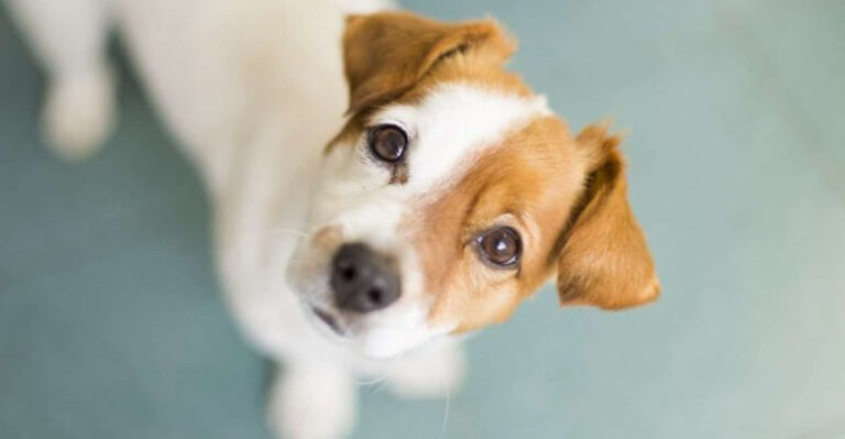 17 Healthy Dog Habits That Reflect A Secure Environment