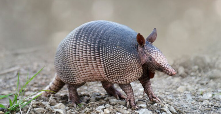 17 Incredible Traits That Make Armadillos Truly Special