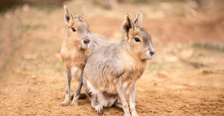 17 Interesting Facts About The Patagonian Mara
