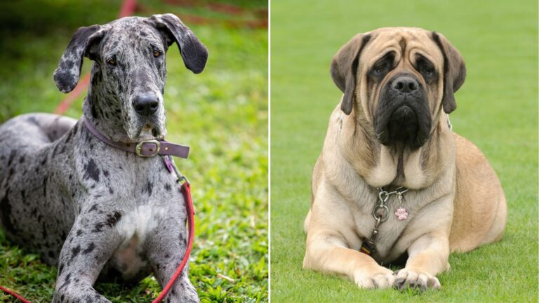 the great dane and the mastiff