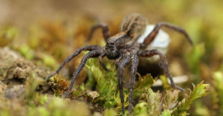 17 Little-Known Animals Whose Names Start With ‘W’