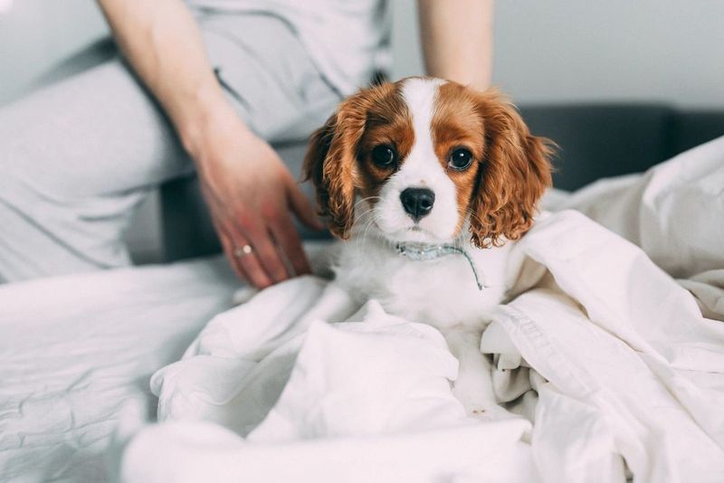 Cavalier King Charles Spaniel